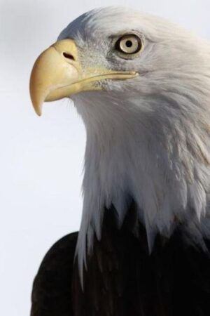 Bald eagle officially declared US national bird after 250 years