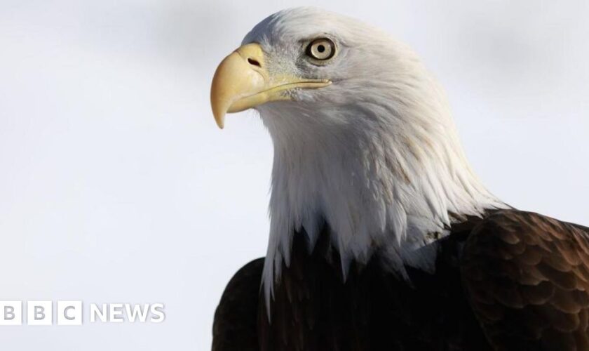 Bald eagle officially declared US national bird after 250 years