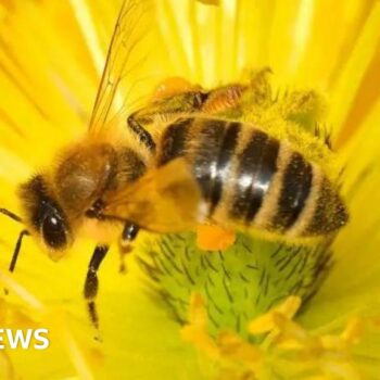 Bee-harming pesticides' emergency approvals to end