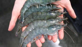 Bientôt dans vos assiettes, des crevettes 100 % franciliennes élevées grâce à une usine d’incinération