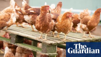 Bird flu virus shows mutations in first severe human infection in US, CDC says