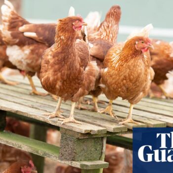 Bird flu virus shows mutations in first severe human infection in US, CDC says