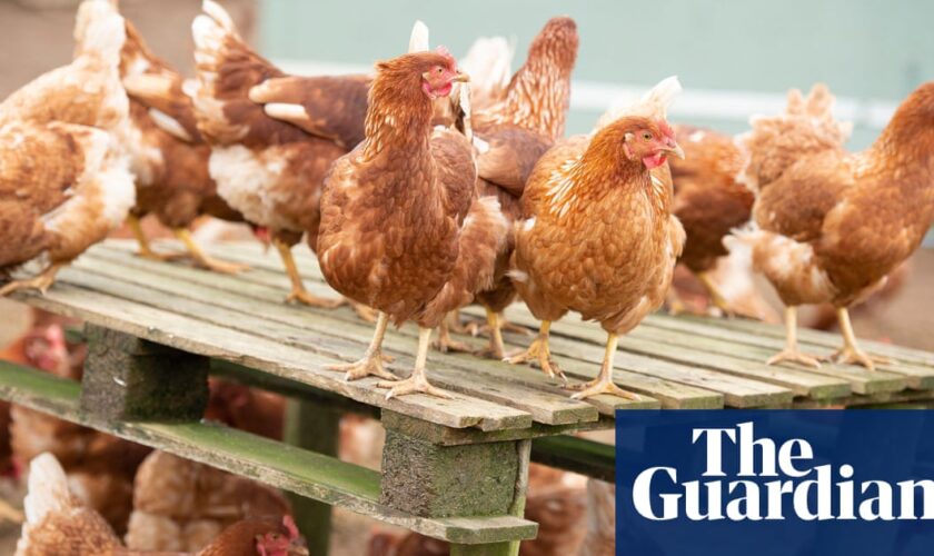 Bird flu virus shows mutations in first severe human infection in US, CDC says