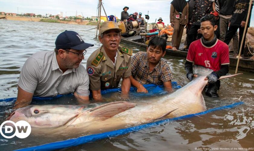 Bumper haul raises hopes for rare Mekong giant catfish