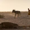 COP16 - Wie kann die Desertifikation aufgehalten werden?