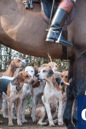 Calls for Labour to honour pledge to toughen anti-hunt laws