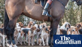 Calls for Labour to honour pledge to toughen anti-hunt laws