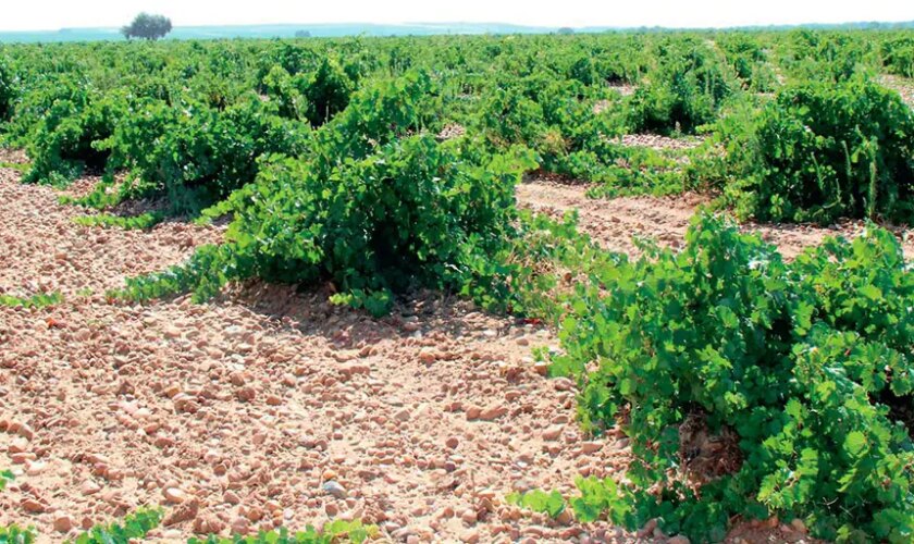 Cenicienta, la variedad tinta olvidada que se suma a los vinos de la D.O. Rueda