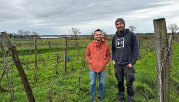 « C’est notre ADN » : les vins bretons visent une première IGP 100 % bio en France