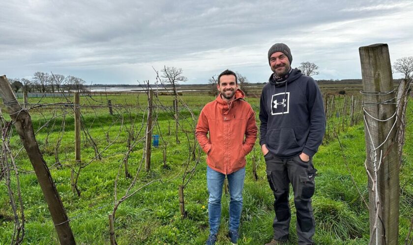 « C’est notre ADN » : les vins bretons visent une première IGP 100 % bio en France