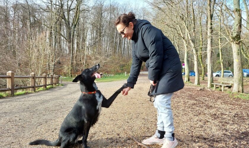 « C’était l’usine » : à Rueil-Malmaison, la limitation du nombre de chiens par promeneur confirmée par la justice