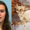 Cheerleader’s ‘plot to kill rival’s goat with poison gun to win animal beauty contest’