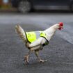 Chicken who goes on ‘adventures’ given a hi-vis jacket to keep her safe crossing the road