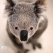 Chlamydia could make koalas extinct. Can a vaccine save them in time?