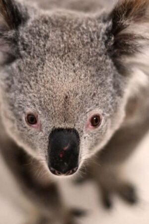 Chlamydia could make koalas extinct. Can a vaccine save them in time?