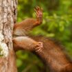 Comedy Wildlife Awards: Ganz schön schräg! Die lustigsten Tierfotos des Jahres