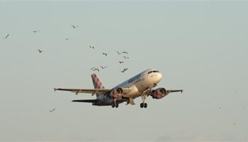 Crash aérien : les oiseaux à l'origine de nombreux incidents sont la hantise des pilotes