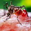 Dengue-Fieber: Was hilft und wie schützt man sich?