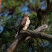 Deux nouvelles espèces nicheuses de rapaces repérées en Seine-et-Marne : « Une bonne nouvelle pour la biodiversité »