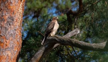 Deux nouvelles espèces nicheuses de rapaces repérées en Seine-et-Marne : « Une bonne nouvelle pour la biodiversité »