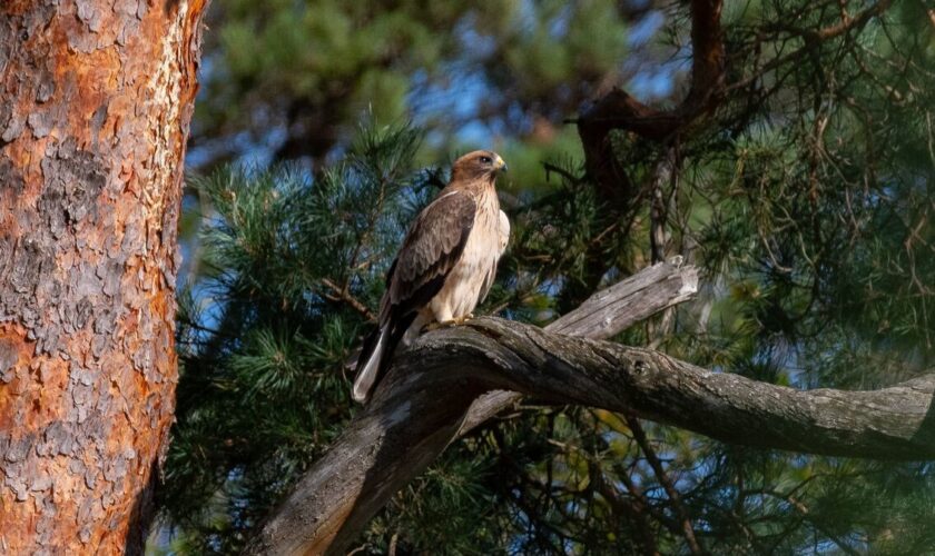 Deux nouvelles espèces nicheuses de rapaces repérées en Seine-et-Marne : « Une bonne nouvelle pour la biodiversité »