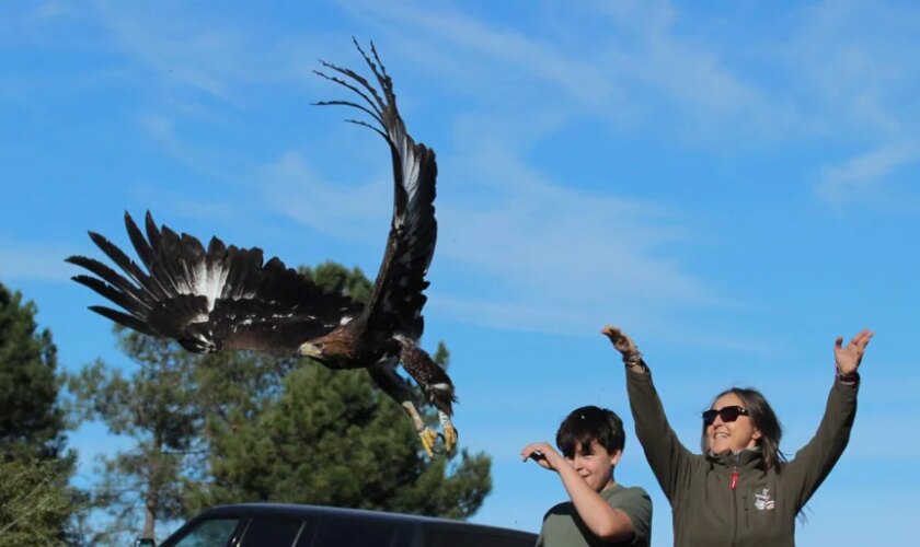 Devuelven a su medio natural a cinco rapaces recuperadas en el CERI de Sevilleja de la Jara, dos nacidas en cautividad