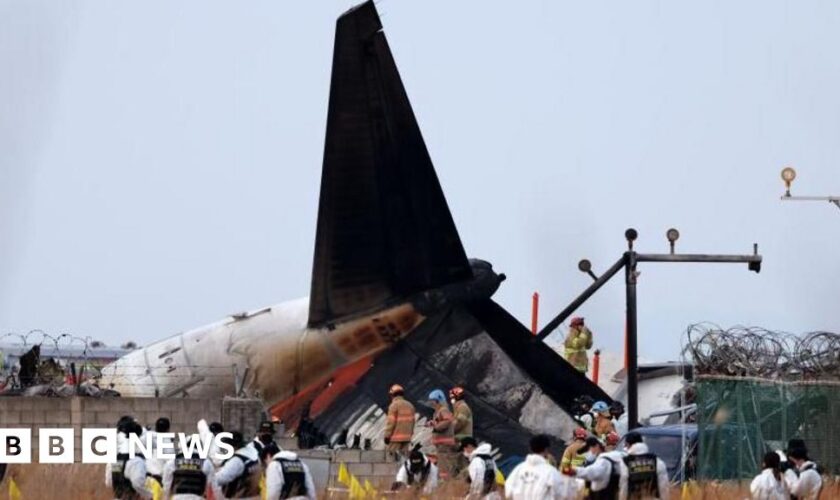 Did bird strike contribute to South Korea plane crash? What we know so far