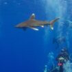 Egypt: Italian man killed in Red Sea shark attack