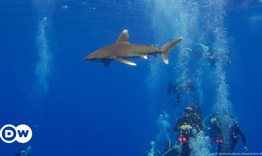 Egypt: Italian man killed in Red Sea shark attack