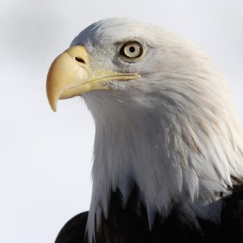 Emblème américain depuis 1782, le pygargue à tête blanche devient enfin l’oiseau officiel des États-Unis