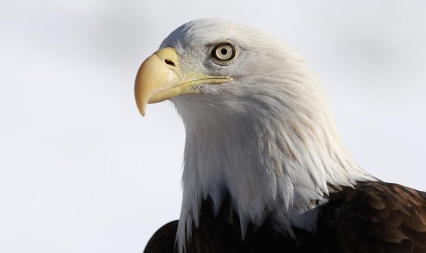 Emblème américain depuis 1782, le pygargue à tête blanche devient enfin l’oiseau officiel des États-Unis