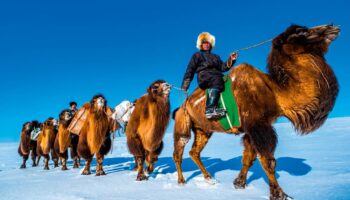 En Mongolie, un nouvel an chez les chameliers du Gobi