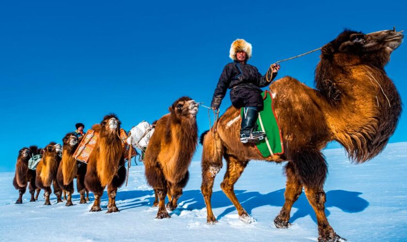 En Mongolie, un nouvel an chez les chameliers du Gobi