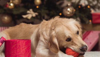 Faire un cadeau à son chien et chat pour Noël