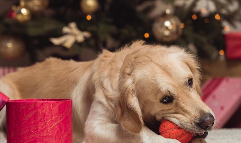 Faire un cadeau à son chien et chat pour Noël