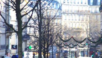 « Gestion chaotique » ou « transparence » exemplaire : la Ville de Paris prend-elle suffisamment soin de ses arbres ?