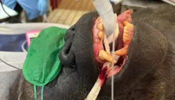 Giant 29-stone silverback gorilla goes to the dentist after horrifying discovery in its mouth