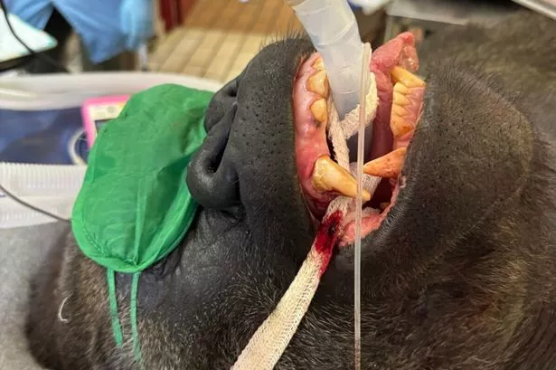 Giant 29-stone silverback gorilla goes to the dentist after horrifying discovery in its mouth