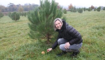 Haute-Garonne : ses champignons poussent sur des racines de pins, dans un verger entretenu par des brebis