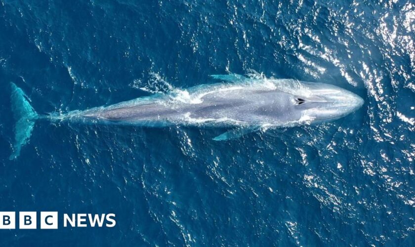 How citizen scientists are uncovering the secret lives of blue whales