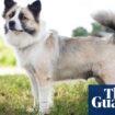 Icelandic sheepdog, breed mentioned by Shakespeare, is a pedigree at last