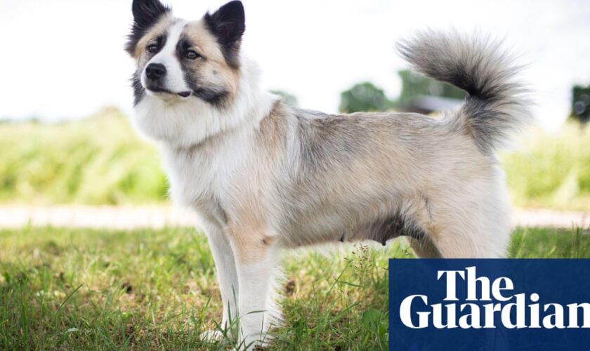 Icelandic sheepdog, breed mentioned by Shakespeare, is a pedigree at last