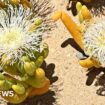 Illegal trade booms in South Africa's 'super-strange looking' plants