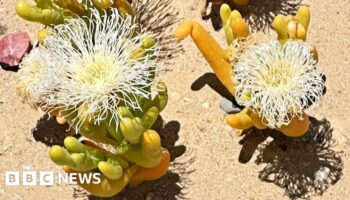 Illegal trade booms in South Africa's 'super-strange looking' plants