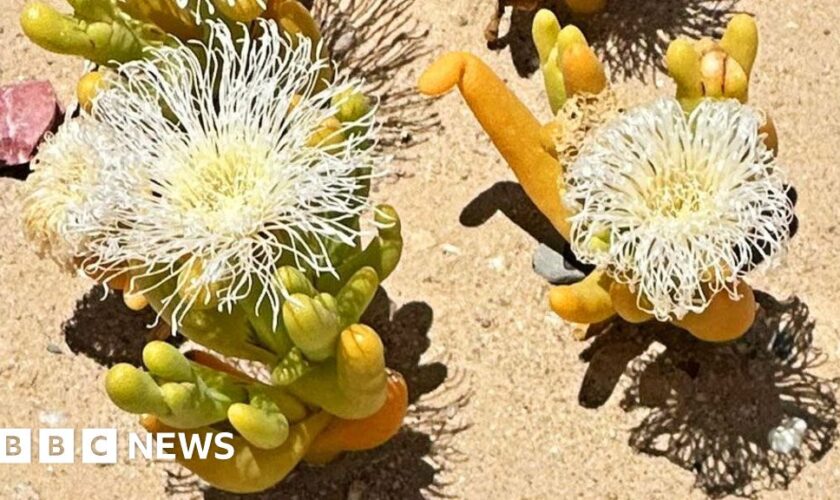 Illegal trade booms in South Africa's 'super-strange looking' plants