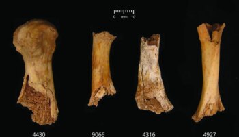 La gran masacre de la prehistoria británica: 37 personas descuartizadas y canibalizadas con el objetivo de deshumanizarlas