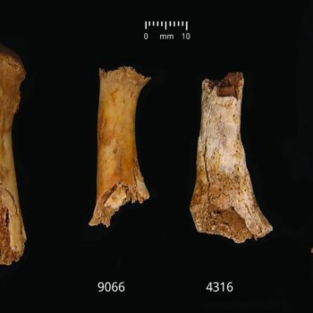 La gran masacre de la prehistoria británica:  37 personas descuartizadas y canibalizadas con el objetivo de deshumanizarlas