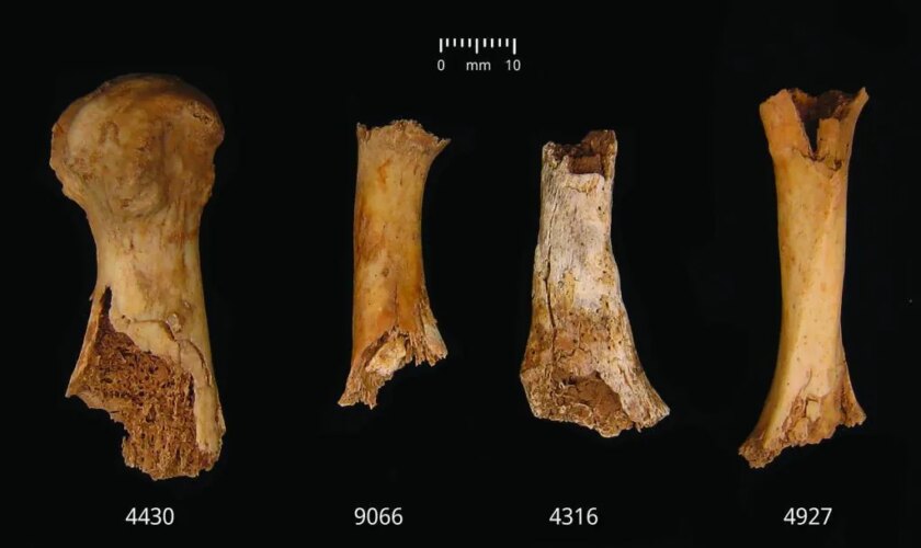 La gran masacre de la prehistoria británica: 37 personas descuartizadas y canibalizadas con el objetivo de deshumanizarlas