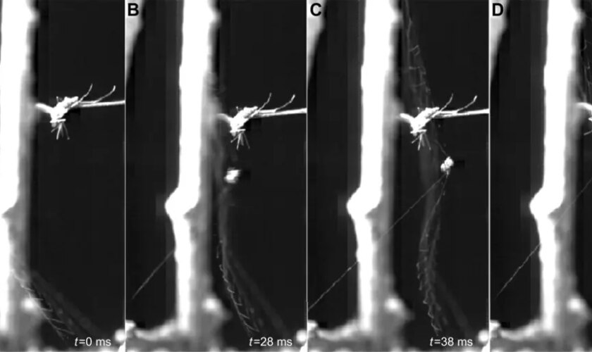 Las curiosas arañas tirachinas que disparan sus telas en cuanto oyen el paso de sus presas