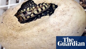 Los Angeles zoo welcomes two perentie lizards, the first to be bred there